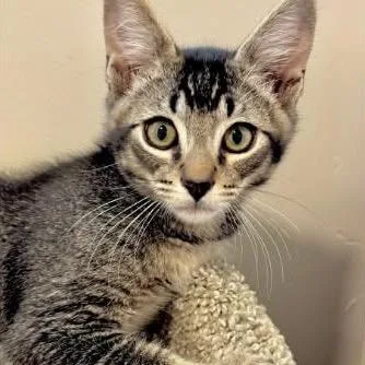 A baby small-sized male Brown / Chocolate Domestic Short Hair cat named Max for adoption in Orangevale, CA