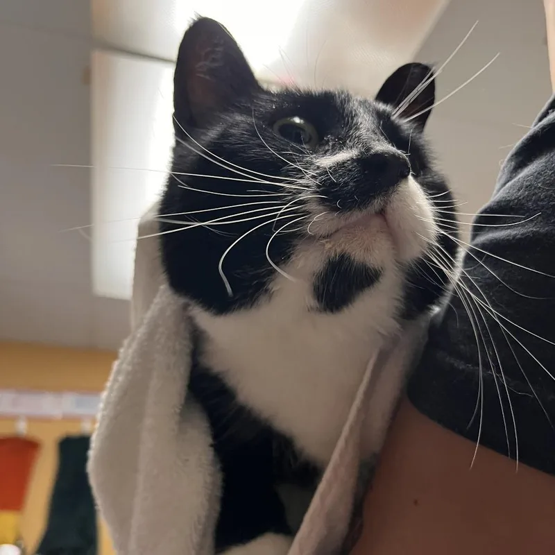 An adult large-sized male Domestic Short Hair cat named Diesel for adoption in Salisbury, MA
