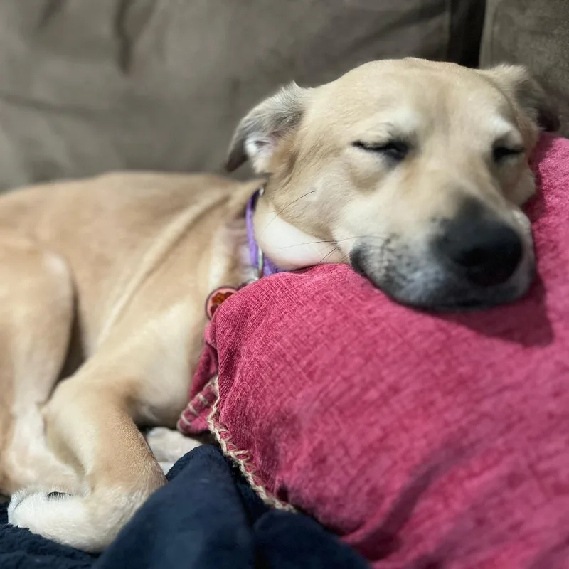 Bailey thumbnail 5