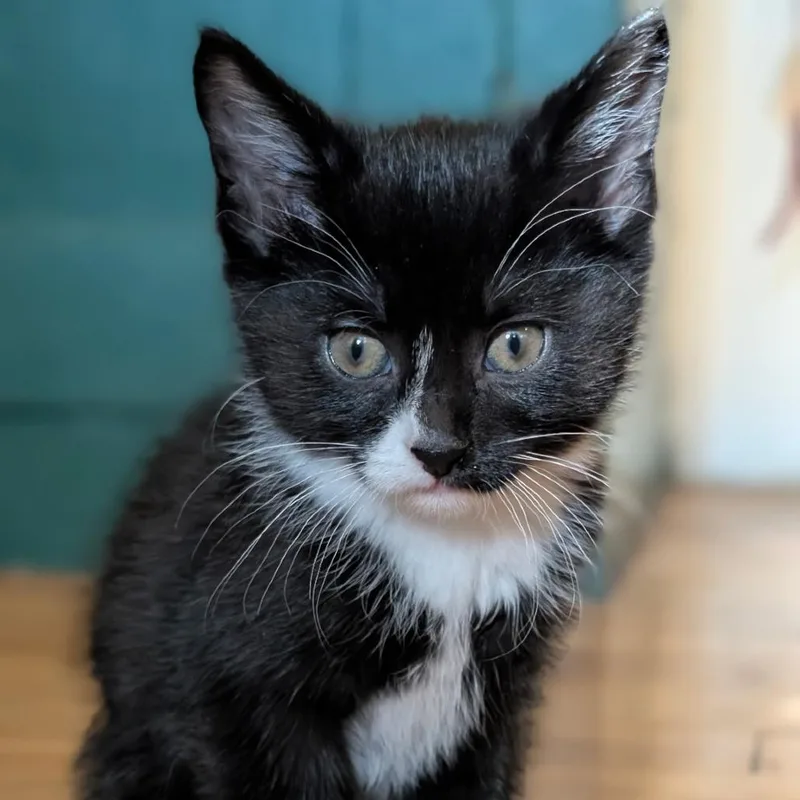 A baby small-sized female Black Domestic Short Hair cat named Grimace for adoption in St. Paul, MN
