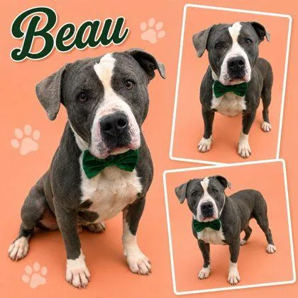 Beau
