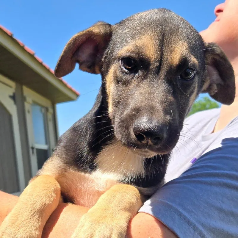 A baby medium-sized female Yellow / Tan / Blond / Fawn German Shepherd Dog dog named Bree for adoption in Floresville, TX