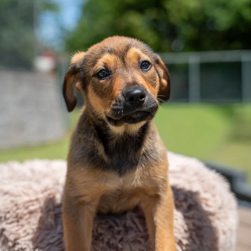 A baby medium-sized male Yellow / Tan / Blond / Fawn Terrier dog named Nemo for adoption in Gainesville, GA