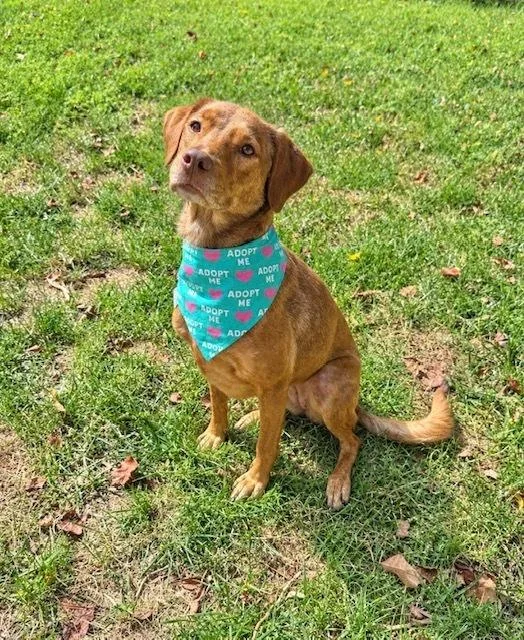 An adult medium-sized female Beagle dog named Lee for adoption in Evansville, IN