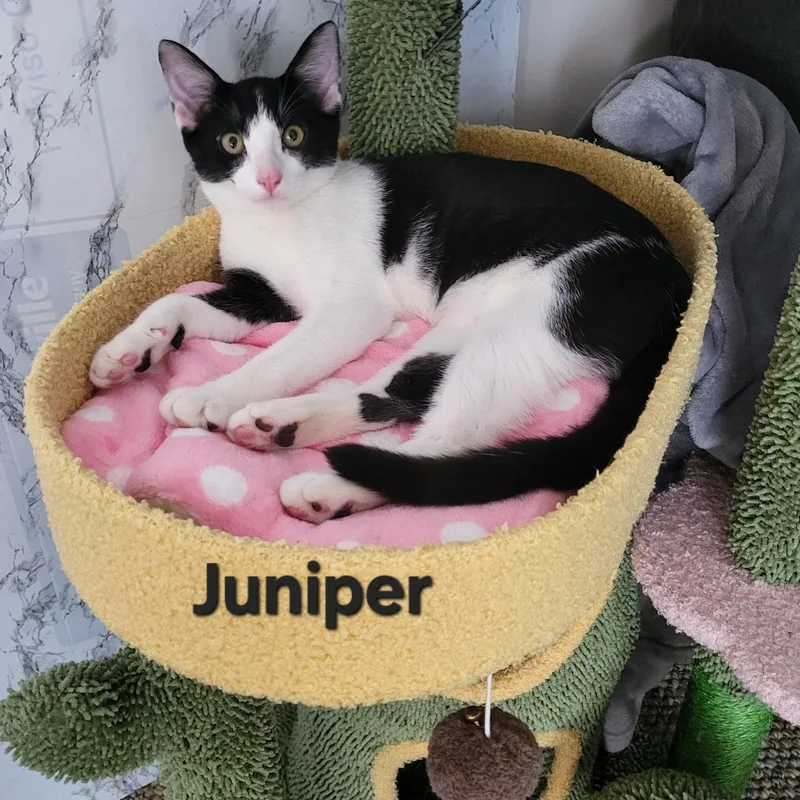 A baby medium-sized female Black & White / Tuxedo Domestic Short Hair cat named Juniper for adoption in Sewell, NJ