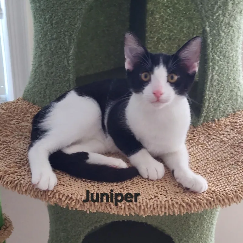 Juniper thumbnail 2