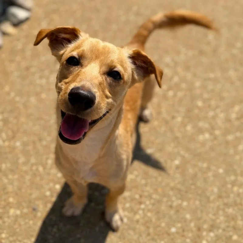 An adult small-sized male Yellow / Tan / Blond / Fawn Mixed Breed dog named Richie Rich for adoption in Chesapeake, VA