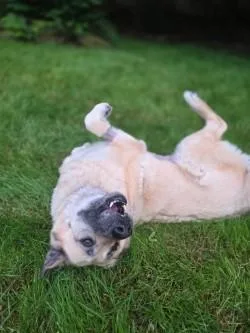 A senior extra large-sized female Great Pyrenees dog named Tasi for adoption in Bellevue, WA