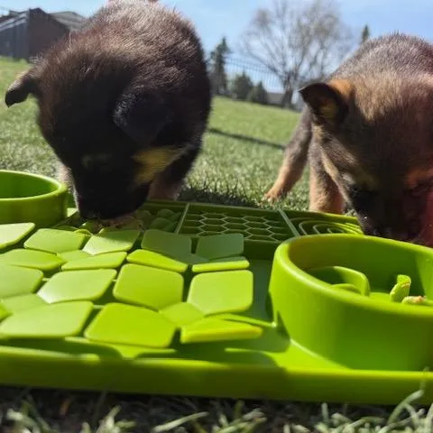 A baby small-sized male Black Mixed Breed dog named Samwise for adoption in Buffalo, MN