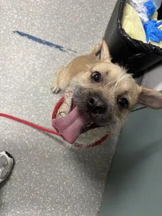 A baby medium-sized male Retriever dog named Fido for adoption in Oakland, CA