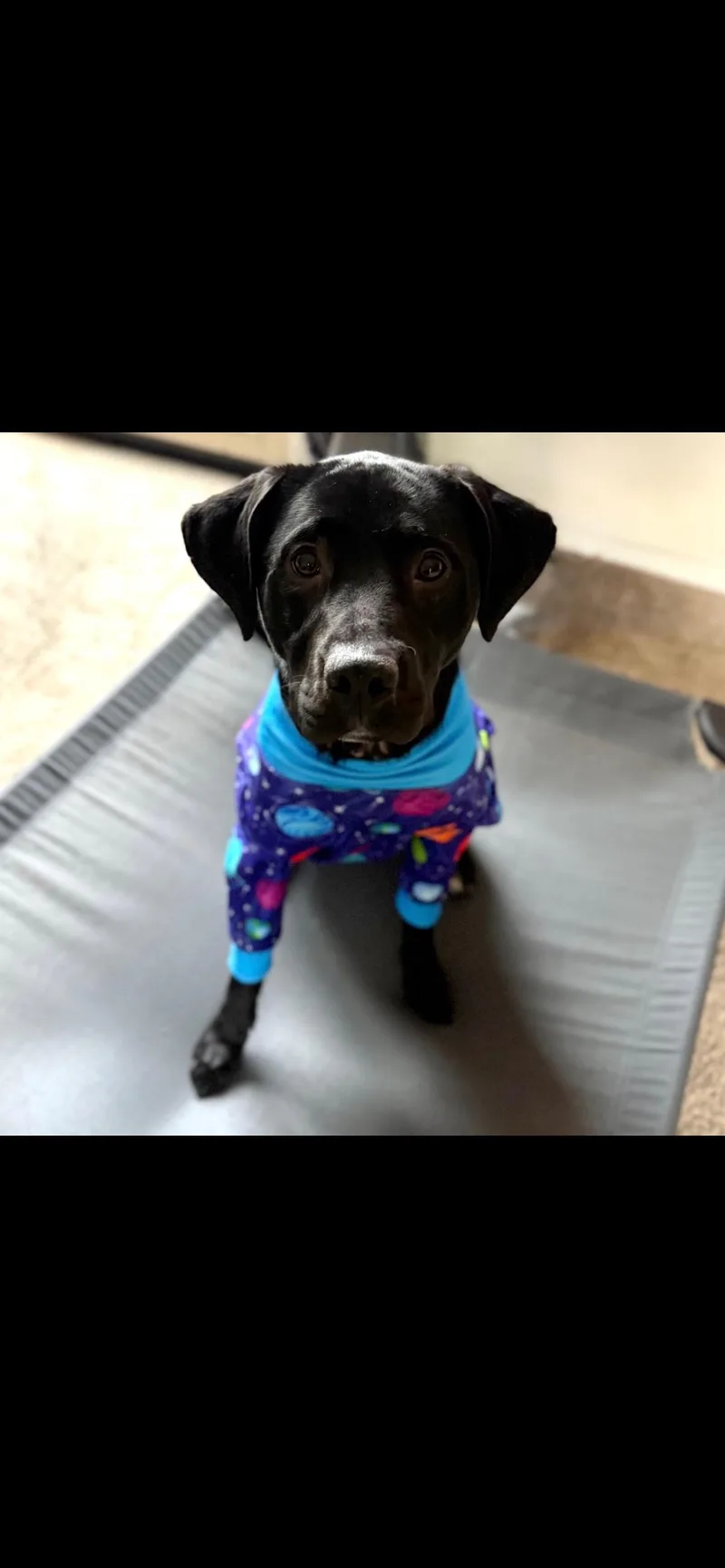 A young large-sized male Labrador Retriever dog named Bruno for adoption in Medina, OH