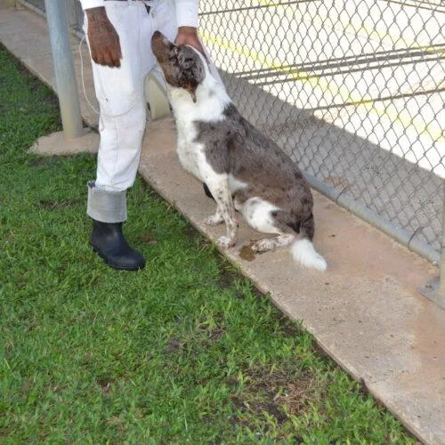 An adult medium-sized male Australian Shepherd dog named Paul "pochi" for adoption in Jackson, LA