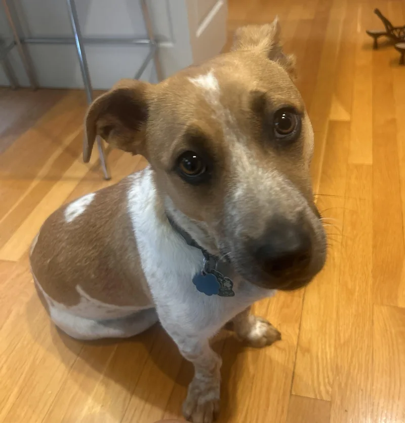 A baby medium-sized male White / Cream Beagle dog named Armin for adoption in Norwalk, CT