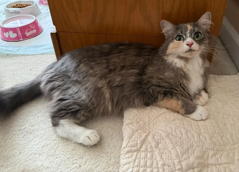 An adult medium-sized female Domestic Long Hair cat named Koa for adoption in Hamilton, OH