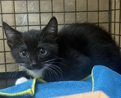 A baby small-sized male Domestic Short Hair cat named Neville for adoption in Honolulu, HI