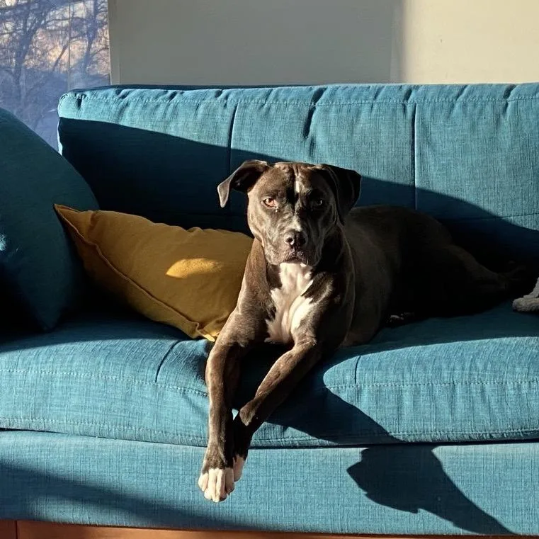 An adult medium-sized female Pit Bull Terrier dog named Mariachi D for adoption in Princeton, MN