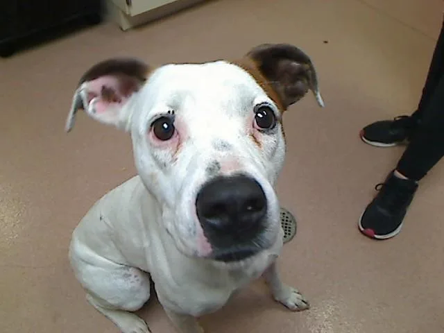A young large-sized female Boxer dog named Honeycrisp for adoption in Cookeville, TN