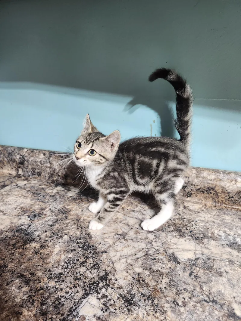 A baby medium-sized female Tabby (Brown / Chocolate) Domestic Short Hair cat named Boho for adoption in Cosby, TN