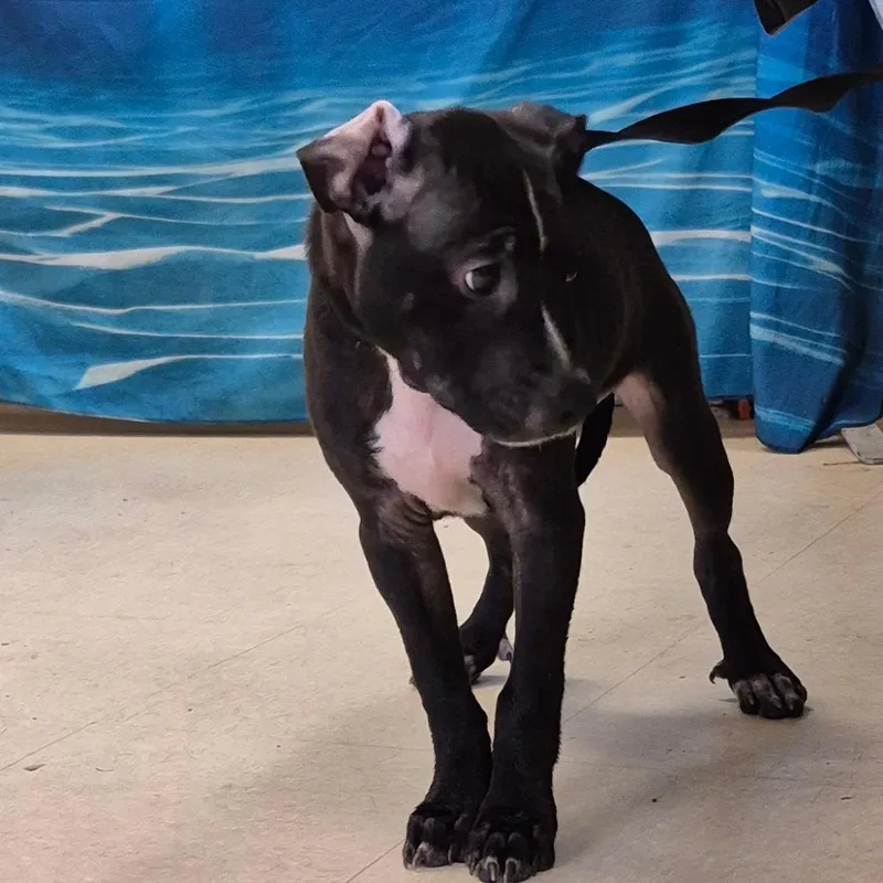 A baby small-sized male Black Mixed Breed dog named Gomez for adoption in Lake Panasoffkee, FL