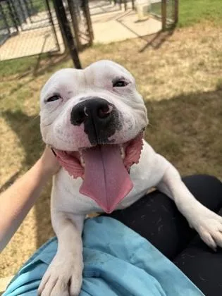An adult medium-sized male Pit Bull Terrier dog named Blanca for adoption in Atlanta, GA