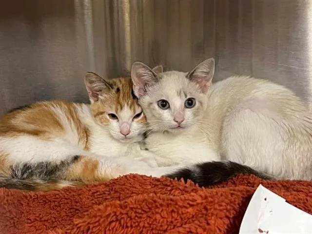 A baby small-sized female Domestic Short Hair cat named Joni for adoption in Tustin, CA