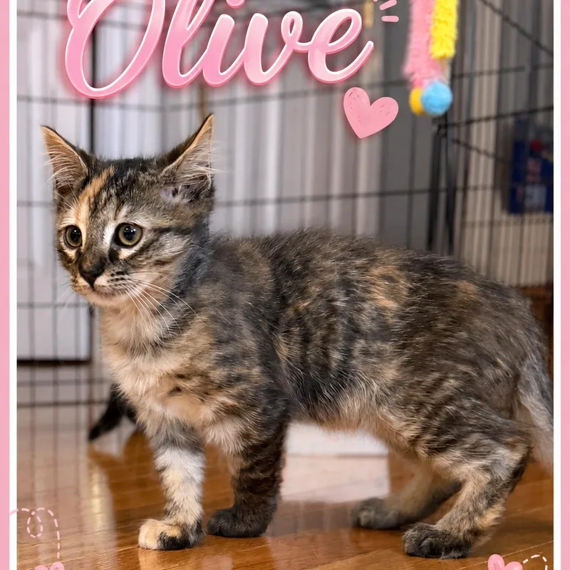 A baby medium-sized female Calico Tabby cat named Olive for adoption in Denver, NC