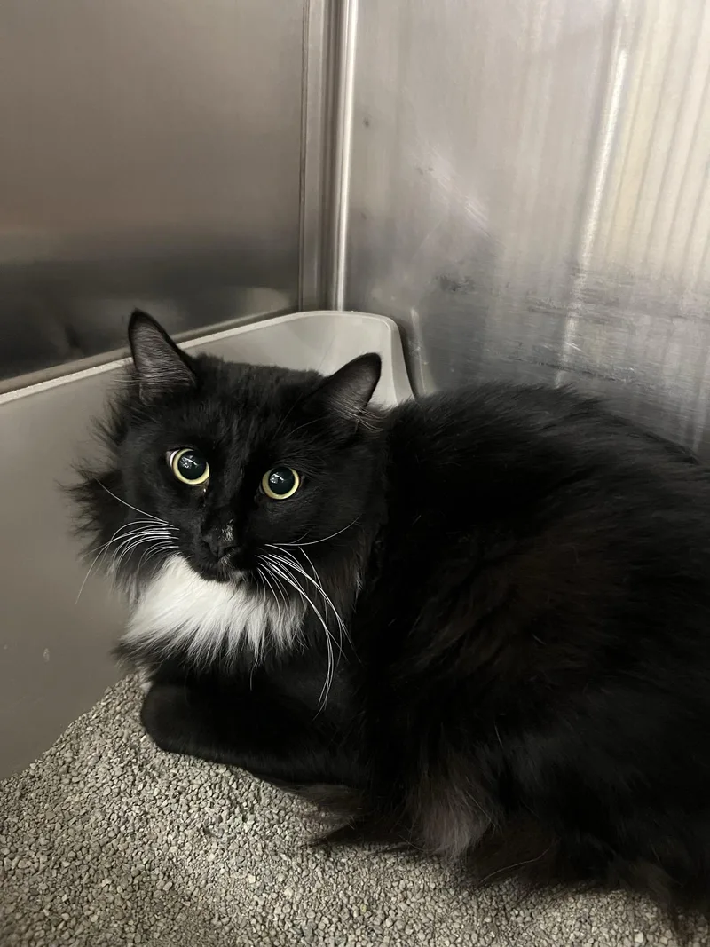 An adult large-sized male Domestic Medium Hair cat named Zero for adoption in South Pasadena, CA