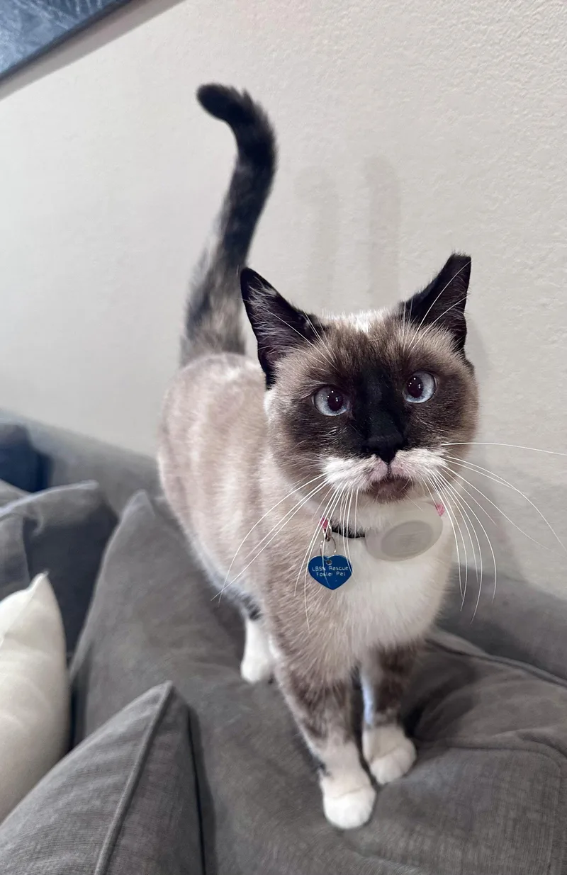 Lady Lulu thumbnail 2