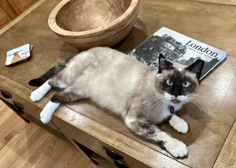 Lady Lulu thumbnail 3