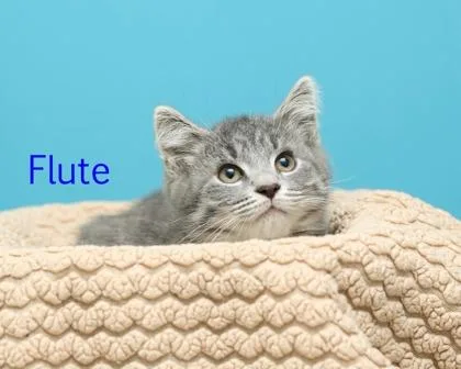 A baby small-sized male Domestic Short Hair cat named Flute for adoption in Parma, OH