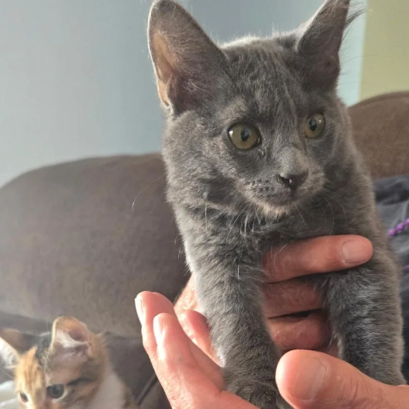 A baby medium-sized female Gray & White Domestic Short Hair cat named Sasha for adoption in Brentwood, CA