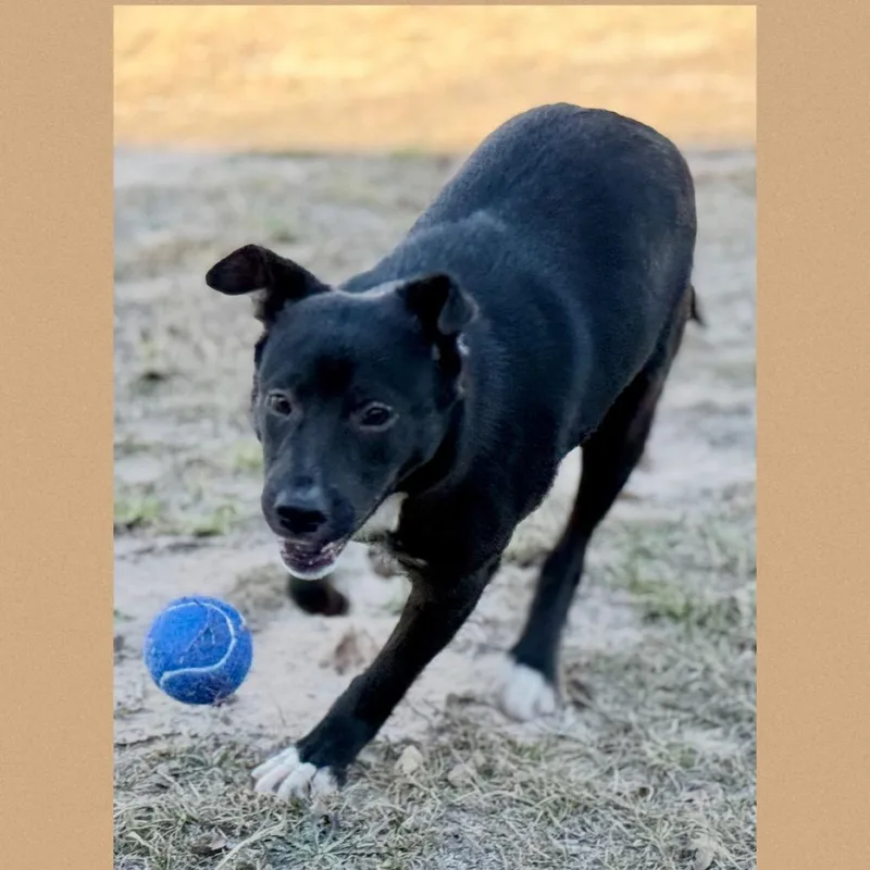 A young small-sized male Black Mixed Breed dog named Lennox for adoption in Bastrop, TX