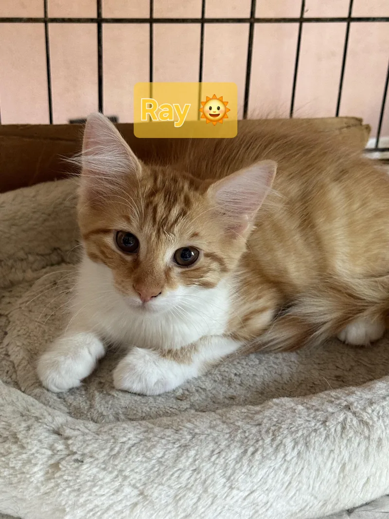 A baby medium-sized male Orange & White Domestic Medium Hair cat named Ray for adoption in Fort Oglethorpe, GA