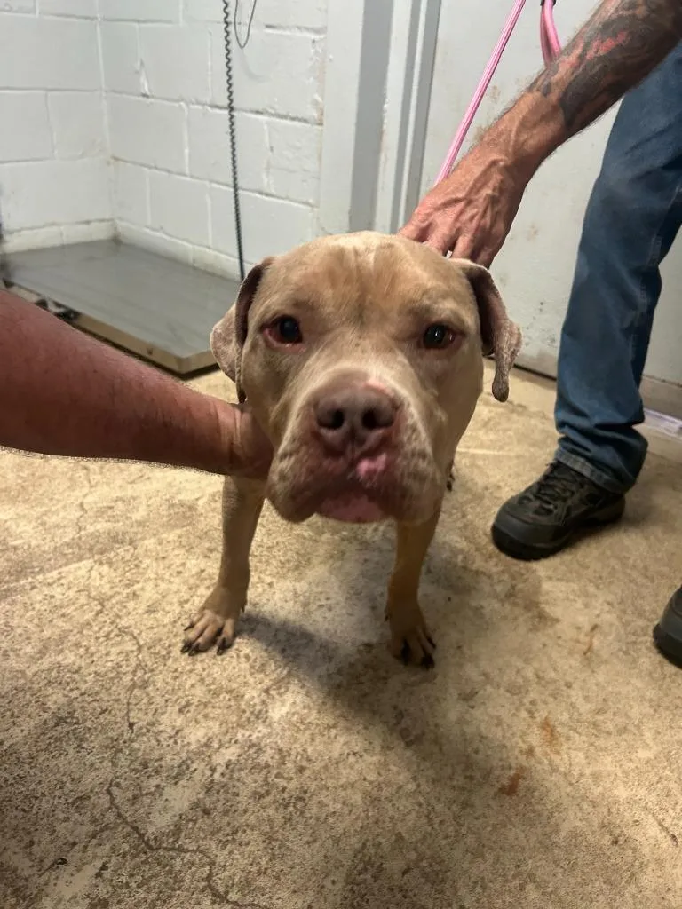 An adult medium-sized male Pit Bull Terrier dog named Asta for adoption in Russellville, KY