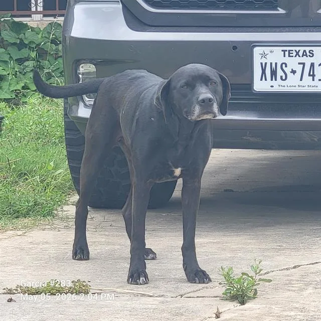 An adult medium-sized male Labrador Retriever dog named Bane for adoption in San Antonio, TX