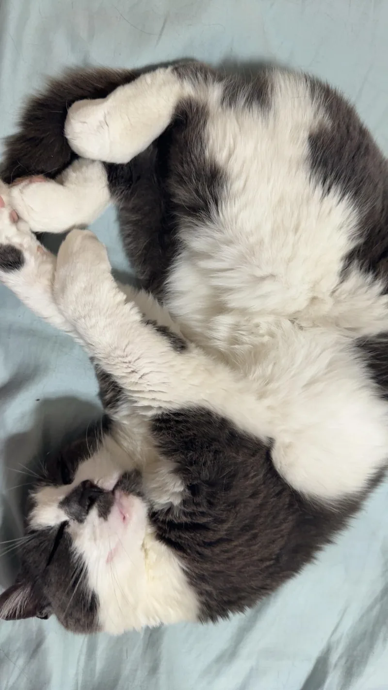 Cleo G thumbnail 4