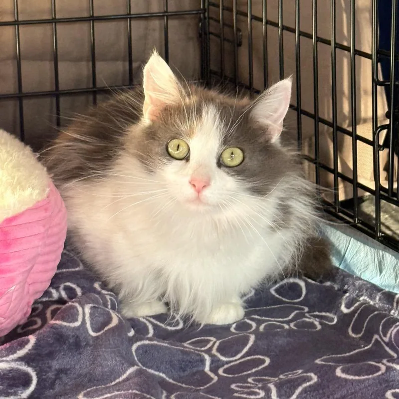 An adult medium-sized female Calico Domestic Long Hair cat named Cleo In Stevensville  for adoption in Alexandria, VA
