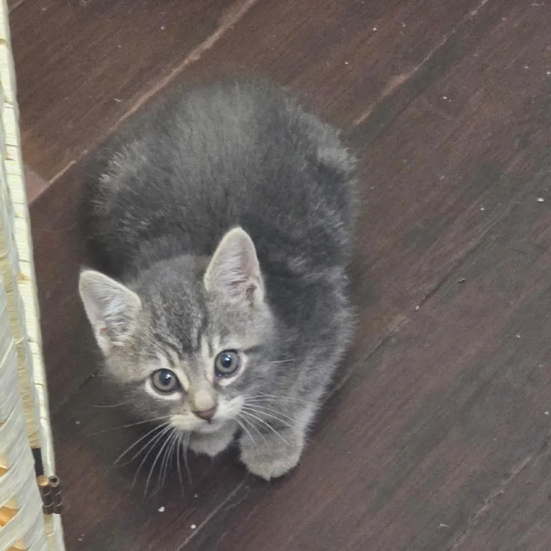 A baby small-sized male Gray / Blue / Silver Domestic Short Hair cat named Zander for adoption in Houston, TX
