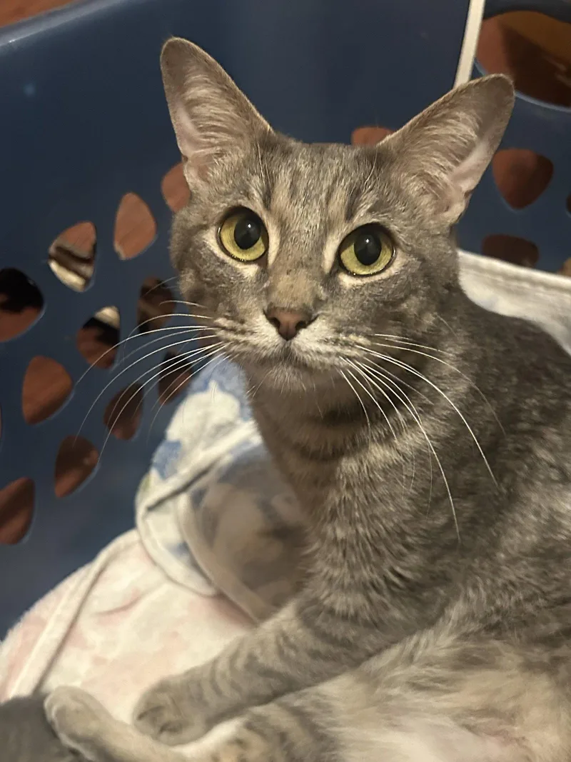 An adult medium-sized female Domestic Short Hair cat named Juliet for adoption in McKinney, TX