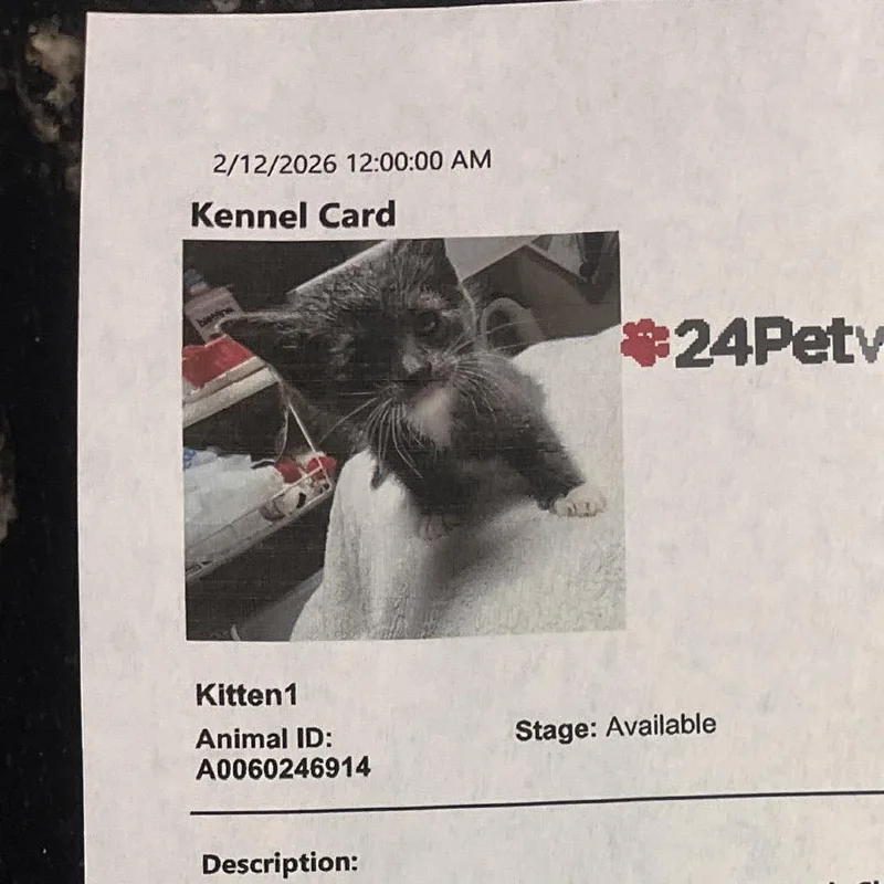 A baby small-sized male Gray / Blue / Silver Domestic Short Hair cat named Reggie for adoption in Overland Park, KS