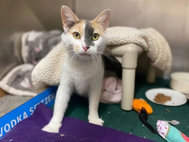 A young medium-sized female Domestic Short Hair cat named Sidney Lou for adoption in Fort Wayne, IN
