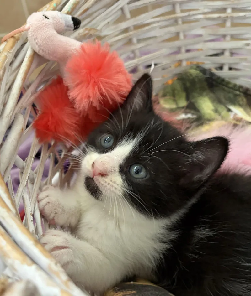 A young medium-sized female American Shorthair cat named Harriet for adoption in Orlando, FL