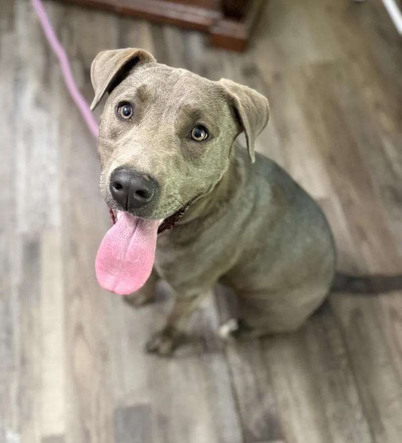 A baby medium-sized male Chocolate Labrador Retriever dog named Knight for adoption in Andover, MA