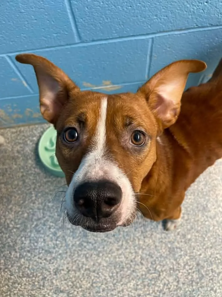 An adult medium-sized male Australian Cattle Dog / Blue Heeler dog named Beans for adoption in Stillwater, OK