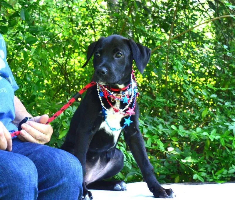 A baby medium-sized female Tricolor (Brown, Black, & White) Labrador Retriever dog named Mindy for adoption in Willingboro, NJ