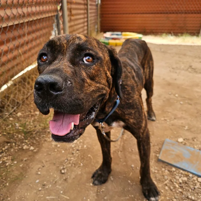 An adult large-sized male Brindle Mastiff dog named Zeppelin for adoption in Austin, TX