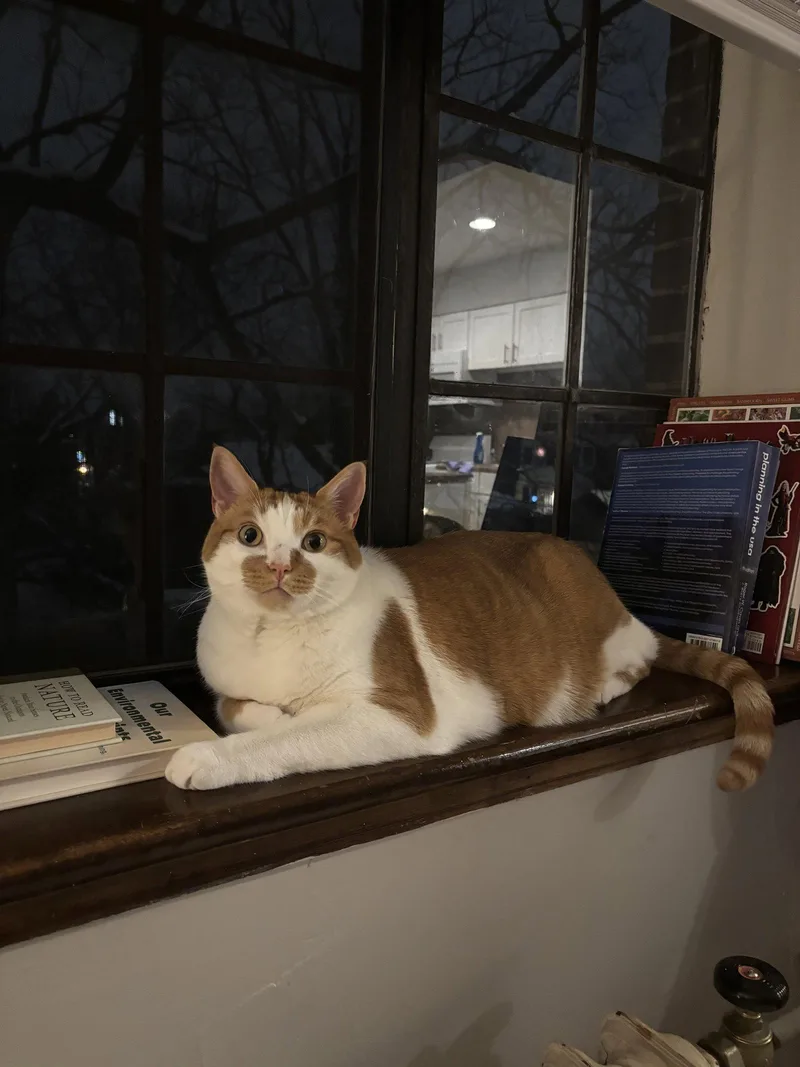 An adult medium-sized male Orange & White Domestic Short Hair cat named Baker for adoption in Columbus, OH