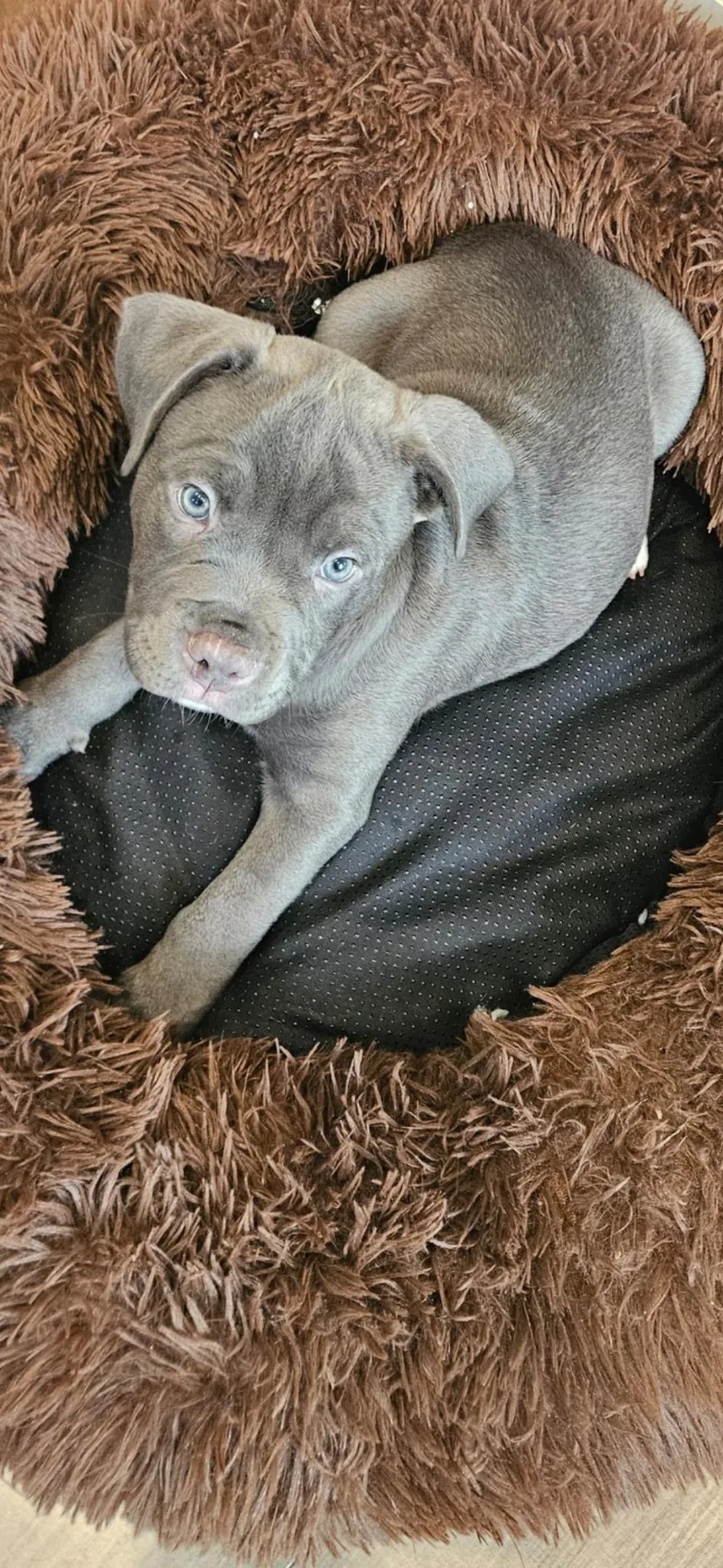 A baby medium-sized male Gray / Blue / Silver American Staffordshire Terrier dog named Meeko for adoption in Houston, TX