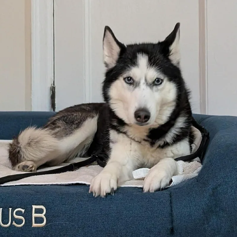 A young medium-sized female Siberian Husky dog named Aurora for adoption in New York, NY