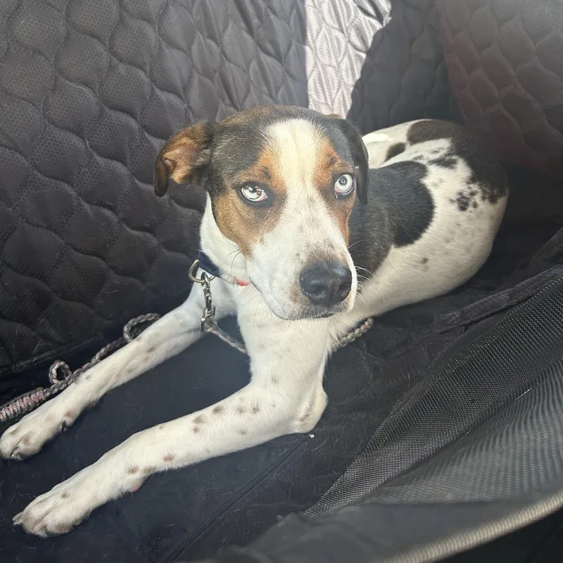 An adult medium-sized female White / Cream Mixed Breed dog named Good Charlotte for adoption in Austin, TX